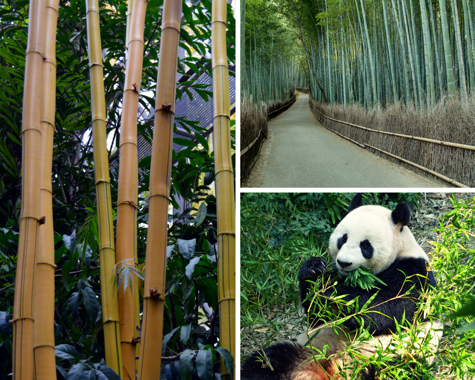 bamboo poles of a crop, bamboo forest, panda eating bamboo